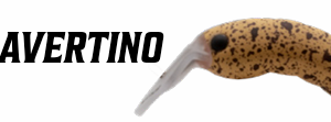herakles-moth-28-fl-travertino
