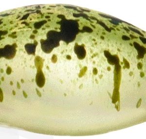 rodio-fat-moca-jr-dr-f-col-20-2014